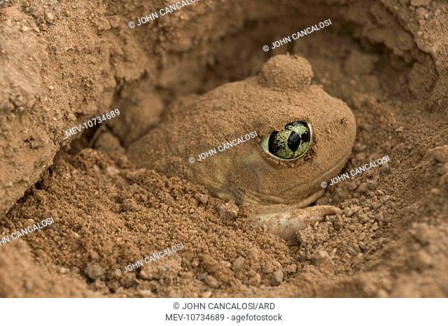 Couch Spadefoot - Burrowing by backing into the ground by pushing dirt with their spades while rotating the body (Scaphiopus couchii)