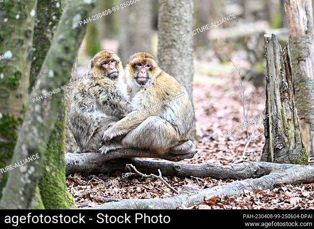 08 April 2023, Baden-Württemberg, Salem: Two Barbary macaques cuddle on a branch in Germany's largest ape enclosure, Affenberg near Salem