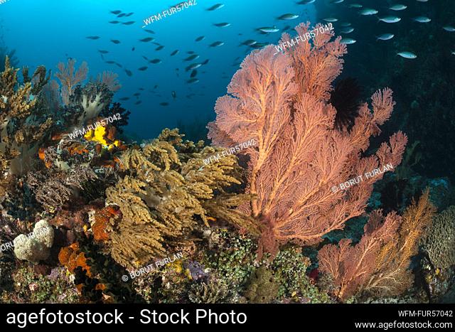 Sea Fan in Coral Reef, Melithaea sp., Waigeo, Raja Ampat, Indonesia