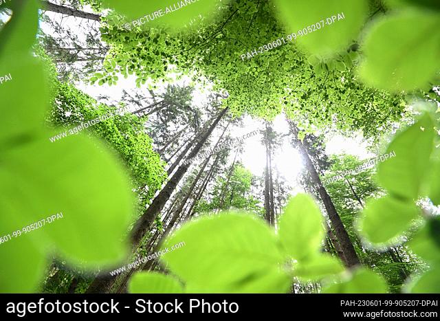 25 May 2023, Bavaria, Schrobenhausen: Trees standing in a mixed forest, taken during a field trip along the value chain of a wood pellet