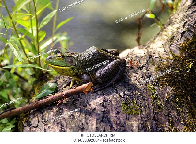 american bullfrog north frog large invasive rana