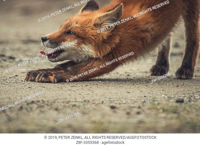 A young red fox (Vulpus vulpus) stretches and yawns while he is exploring the world. Yukon Territory, Canada