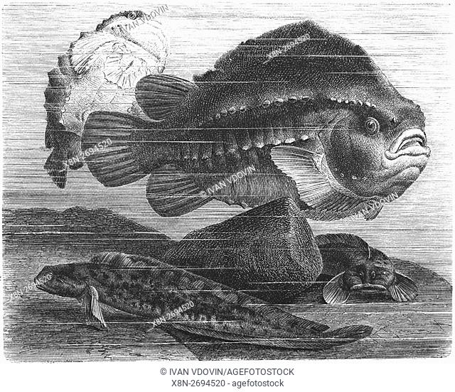 Cyclopterus lumpus, lumpsucker, lumpfish and viviparous eelpout, Zoarces viviparus, European eelpout, illustration from book dated 1904