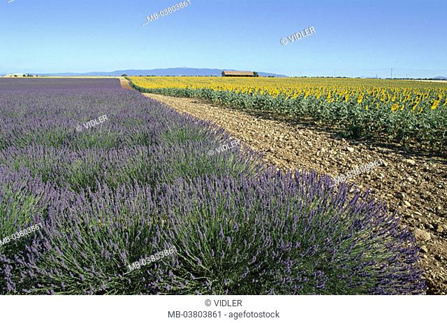 France, Provence, Valensole,  Field landscape, Lavendelfeld,  Sunflower field  Europe, South France, landscape, fields, Rain, cultivation, lavenders, sunflowers