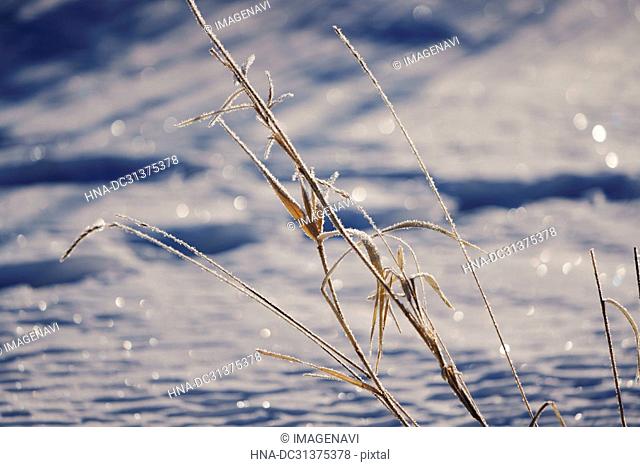 Frozen grass