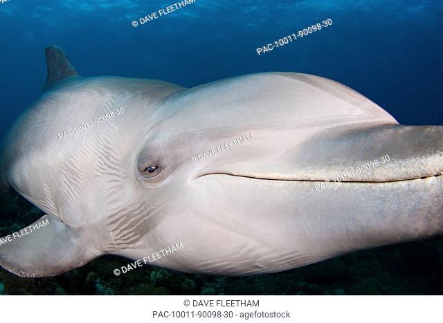 Caribbean, These Atlantic Bottlenose Dolphin Tursiops truncatus swimming together