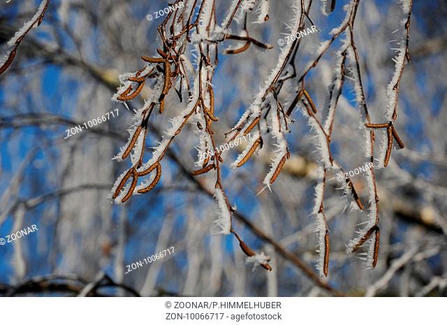 Betula pendula, Haengebirke, Silver Birch, Reif, White Frost