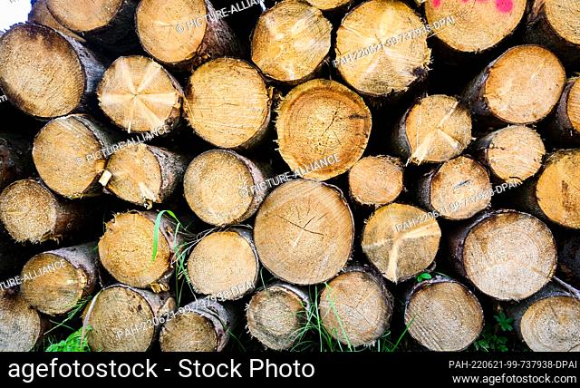 21 June 2022, Lower Saxony, Springe: Cut trees are stacked in a pile in a forest area of the Lower Saxony State Forestry on the border of the Hanover region and...