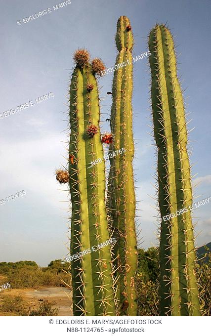 Cactus, Laguna de Unare, Venezuela