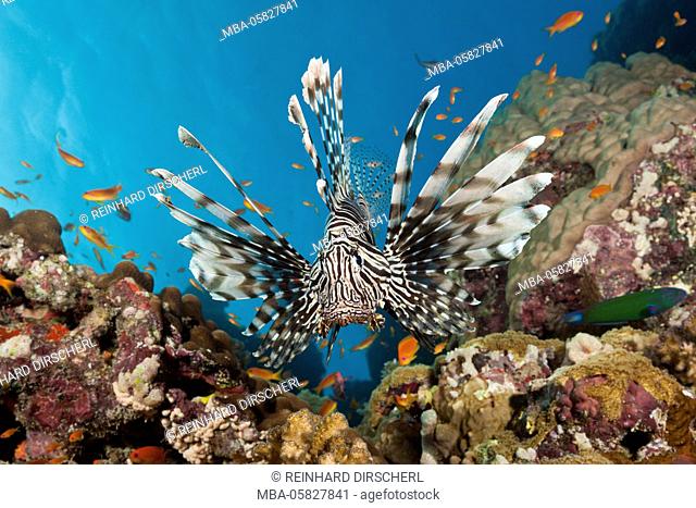 Red lion fish, Pterois miles, the Red Sea, Dahab, Egypt
