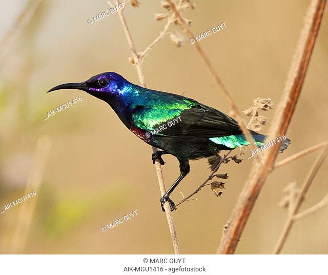 Male Splendid Sunbird (Cinnyris coccinigastrus) perched in native plant in the Gambia