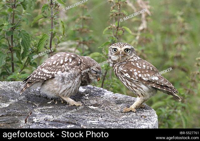Little Owl, little owls (Athene noctua), Owls, Animals, Birds, Owls, Little Owl adult feeding young, standing on tree stump, Leicestershire, England