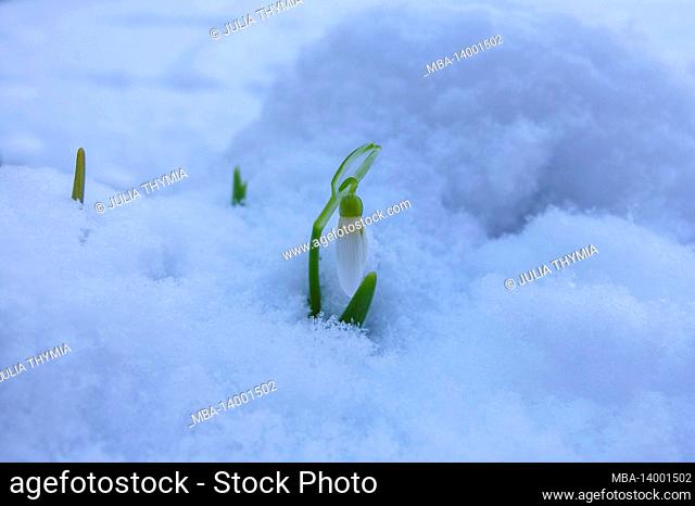 snowdrop (galanthus nivalis), bud in the snow