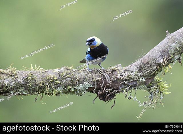 Golden-hooded tanager (Tangara larvata) sitting on branch, Alajuela Province, Costa Rica, Central America