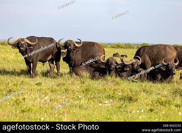 Africa, East Africa, Kenya, Masai Mara National Reserve, National Park, savannah, African buffalo or Cape buffalo (Syncerus caffer)