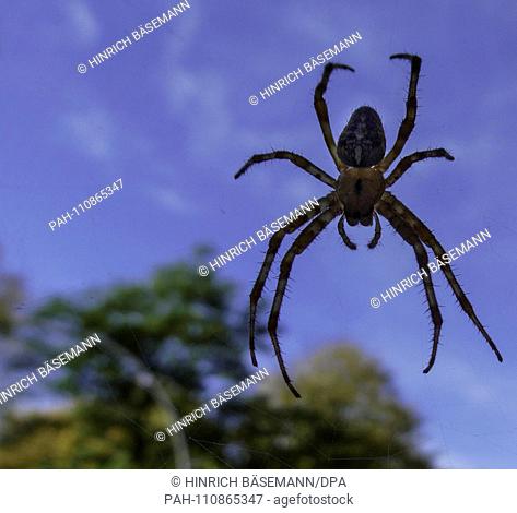 Garden Spider, september 2018 | usage worldwide. - Hamburg/Hamburg/Germany