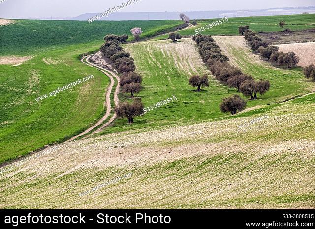 Pathway, green fields and olive trees in Pinto. Madrid. Spain. Europe