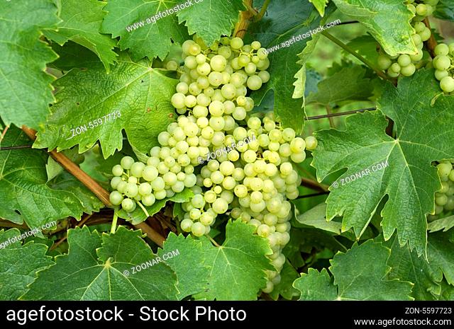 Trebbiano Toscano; Weisse Weintrauben, Wein, Weinpflanzen, Reben, Fruechte, Beeren, Obst
