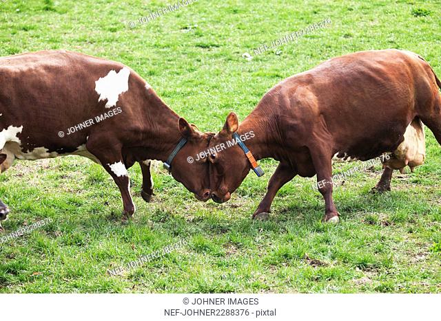 Cows facing one another on field