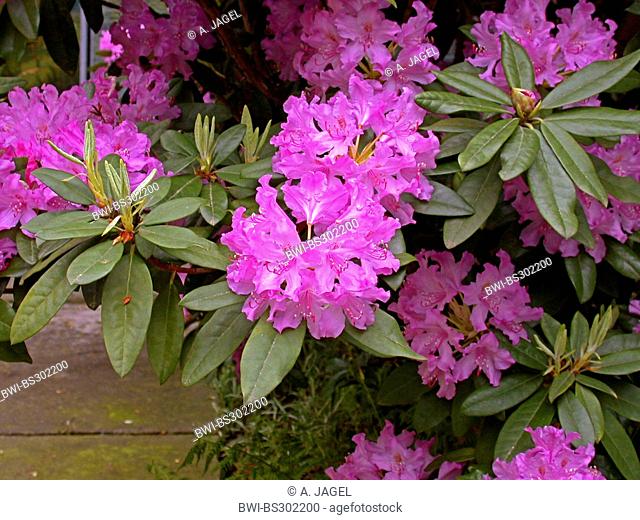 Catawba rhododendron, Catawba rose bay (Rhododendron catawbiense), blooming
