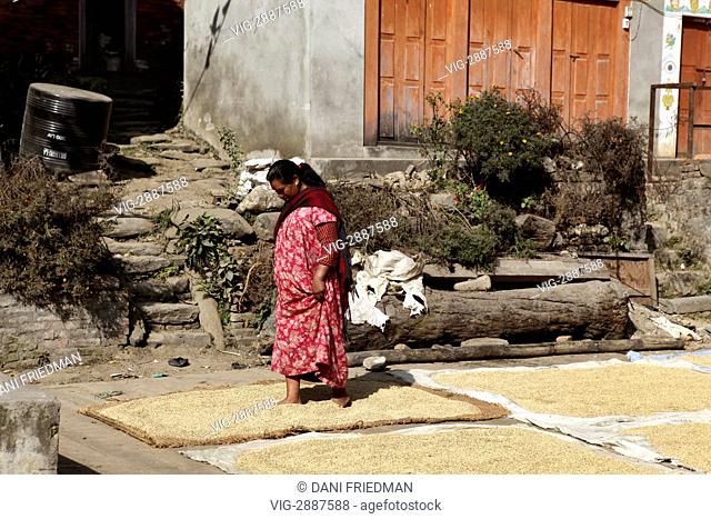 A Newari woman agitates grain drying in the sun with her feet in the Sankhu Village, Nepal. - SANKHU VILLAGE, KATHMANDU VALLEY, NEPAL, 12/12/2011