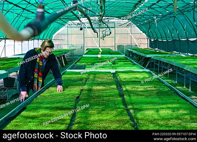 PRODUCTION - 14 February 2022, Brandenburg, Bestensee: Simon Dierks, Head of Marketing at Green City Solutions, stands in a greenhouse with lots of moss mats