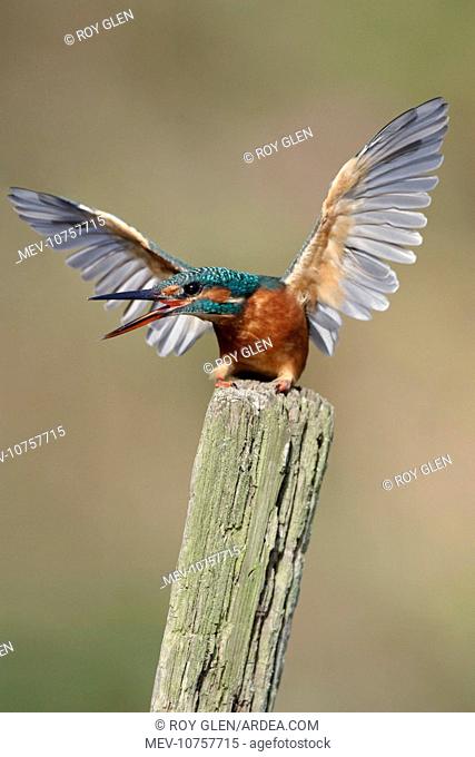 Kingfisher - adult female in defensive posture (Alcedo atthis)