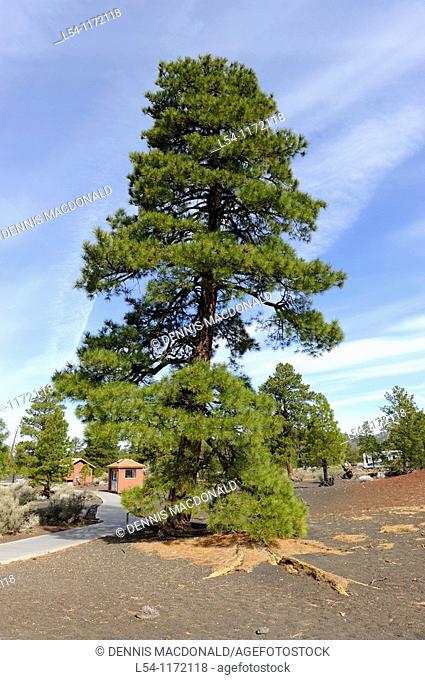 Ponderosa Pine at Sunset Crater Volcano National Monument Flagstaff Arizona