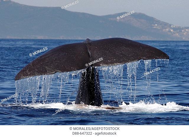 The animal defecates before diving. Sperm Whale. Physeter macrocephalus