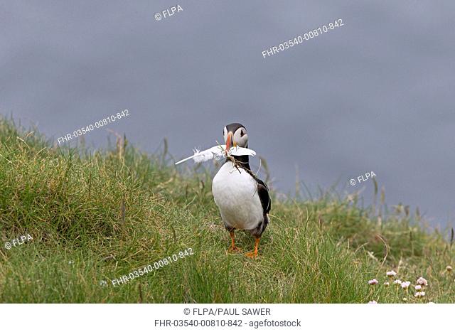 Atlantic Puffin (Fratercula arctica) adult, breeding plumage, with feather in beak for nesting material, standing on clifftop, Shetland Islands, Scotland, June