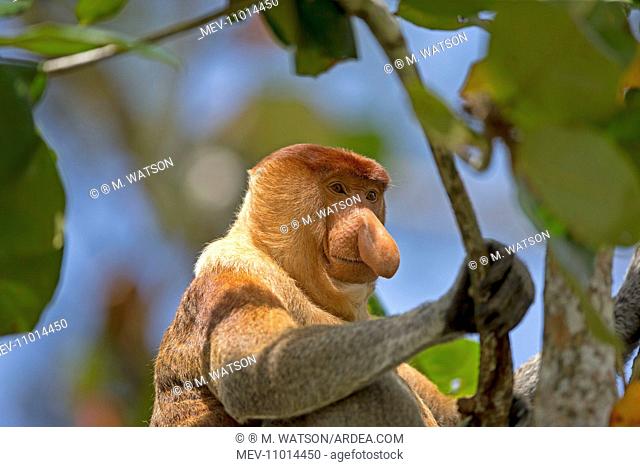Proboscis / Long-nosed Monkey Bako National Park, Sarawak, Malaysia, Borneo, Asia (Nasalis larvatus)