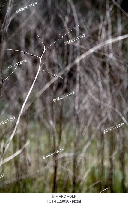 Focus on a single bare branch, bare trees in background creating an abstract pattern