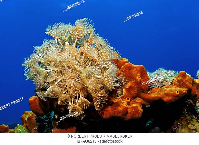 Cluster Duster (Bispira brunnea), tubeworm, on a brown sponge (Ectoplasia ferox) in front of blue water, Turneffe Atoll, Belize, Central America, Caribbean