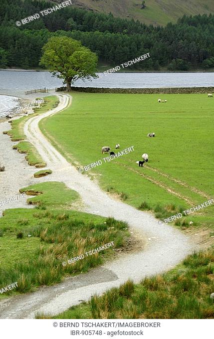 Pathway past sheep to a tree at the lake's edge, Lake Buttermere, Lake District, Cumbria, Northern England, Great Britain, Europe