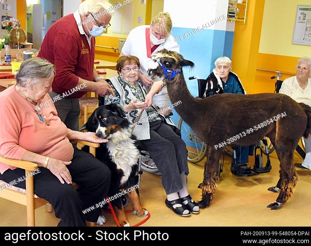 07 September 2020, Saxony, --: With the five-year-old Bernese mountain dog ""Bella"" and the five-year-old alpaca ""Karl I