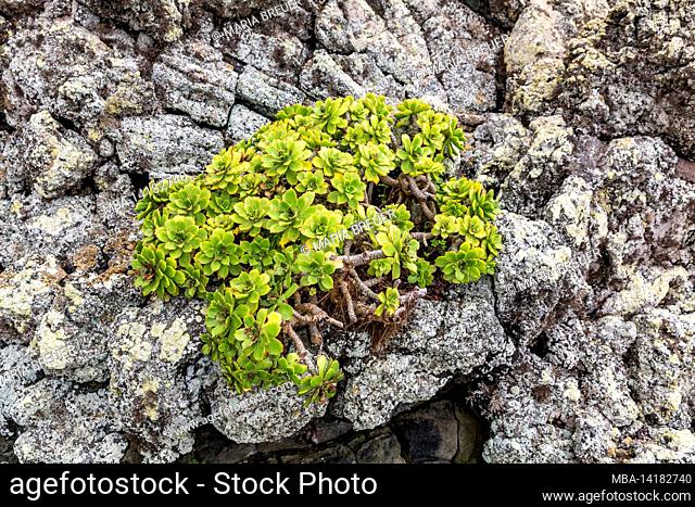 Rosette thick leaf, Aeonium haworthii, Mirador del Rio, Lanzarote, Canaries, Canary Islands, Spain, Europe