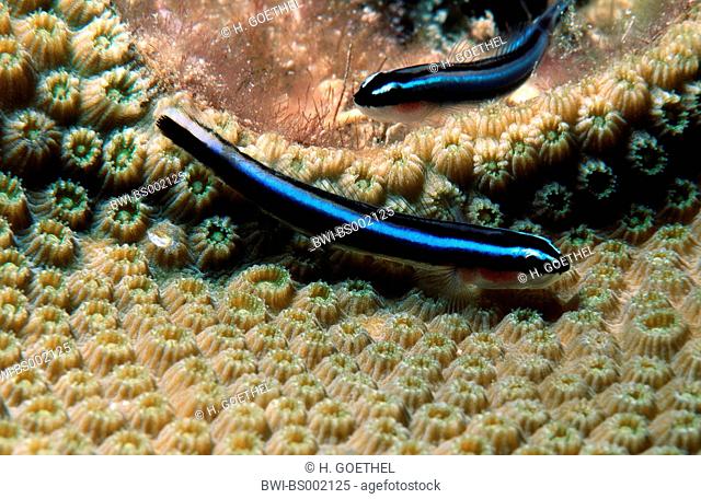 neon goby (Elacatinus oceanops, Gobiosoma oceanops), Neon goby on star coral, Solenastrea, Honduras, Roatan
