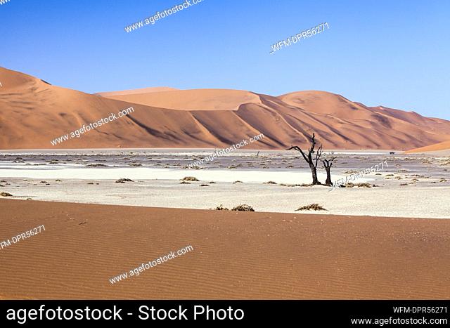 Dead Acacia Trees in Hiddenvlei Pan, Namib Naukluft Park, Namibia