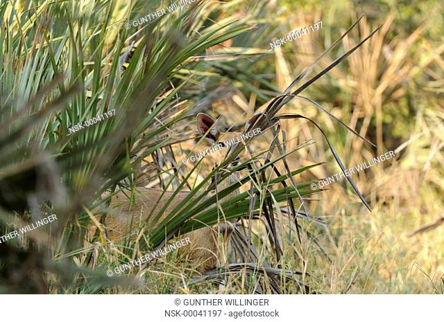 Bushbuck (Tragelaphus scriptus) female hiding behind palm tree, South Africa, Limpopo, Kruger National Park