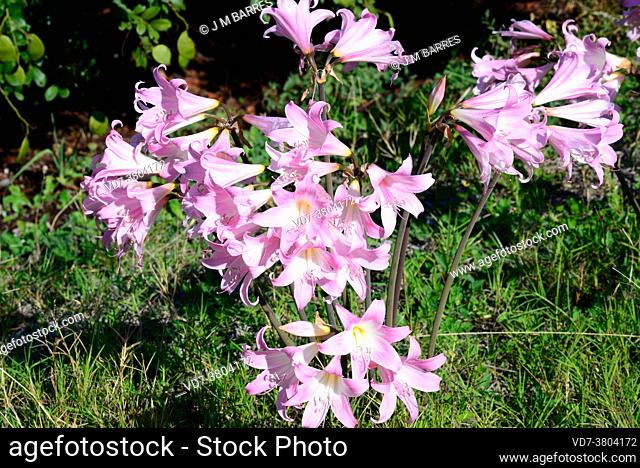 Belladonna-lily or naked-lady-lily (Amaryllis belladonna) is a bulbous perennial plant native to South Africa
