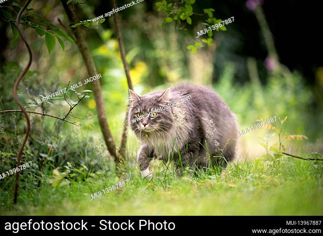 fluffy gray cat outdoors on the prowl in green nature sneaking through the grass