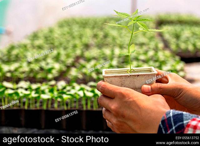 Farmers holding hemp seedlings in greenhouses, Medical marijuana cultivation concept