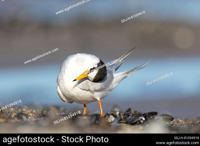 Little Tern (Sterna albifrons) Adult preening. Germany