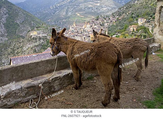 Two donkeys standing, Saorge, Roya Bevera Valley, France