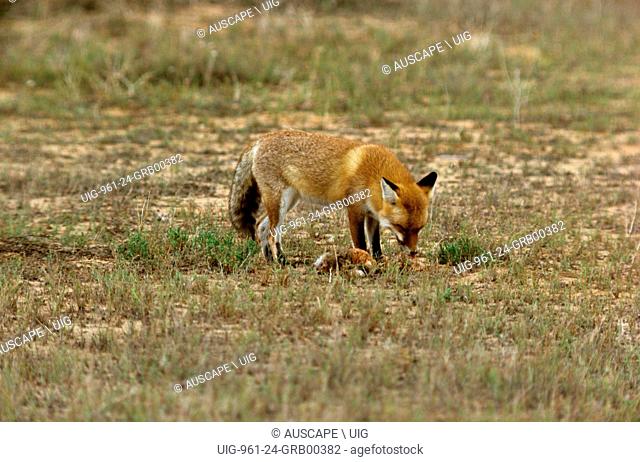 Red fox, Vulpes vulpes, Kinchega National Park, far western New South Wales, Australia. (Photo by: Auscape/UIG)