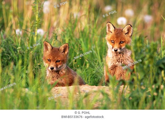 red fox (Vulpes vulpes), Two young foxes sitting at the cave, Germany, Saxony-Anhalt, Harz