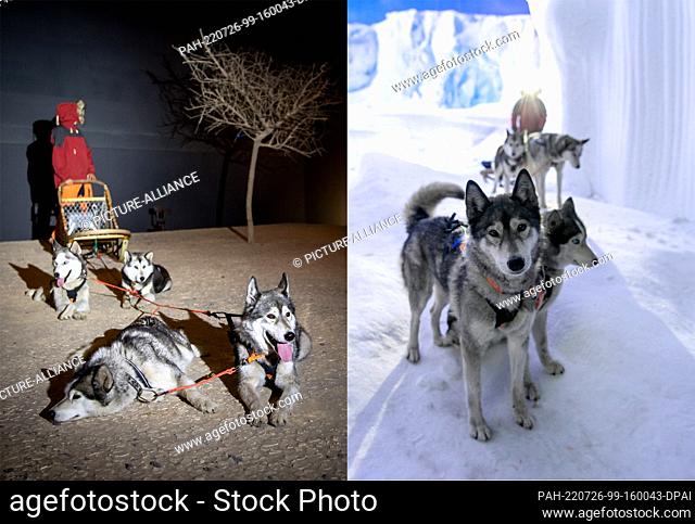 26 July 2022, Bremen, Bremerhaven: The image combo shows the sled dogs of dog handler Kranz from the husky farm Ridderade in the Klimahaus Bremerhaven in a...