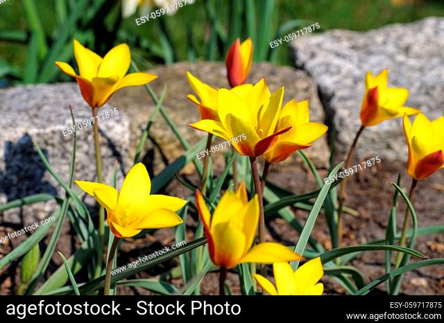 Wildtulpe Tulipa clusiana chrysantha im Frühling - wild tulip Tulipa clusiana chrysantha in spring