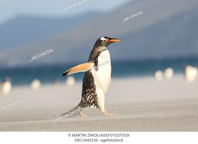 Gentoo Penguin (Pygoscelis papua) on the Falkland Islands, crossing a wide sandy beach while walking up to their rookery