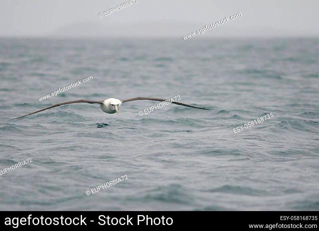 White-capped albatross Thalassarche cauta steadi. Stewart Island offshore. New Zealand